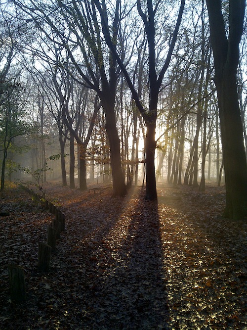 Zomaar ergens in het bos